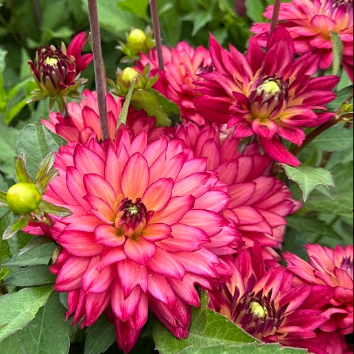 Dahlia Ocean of Love