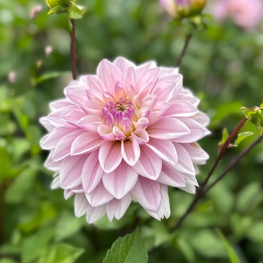 Dahlia Pink Twilight Nyhet!