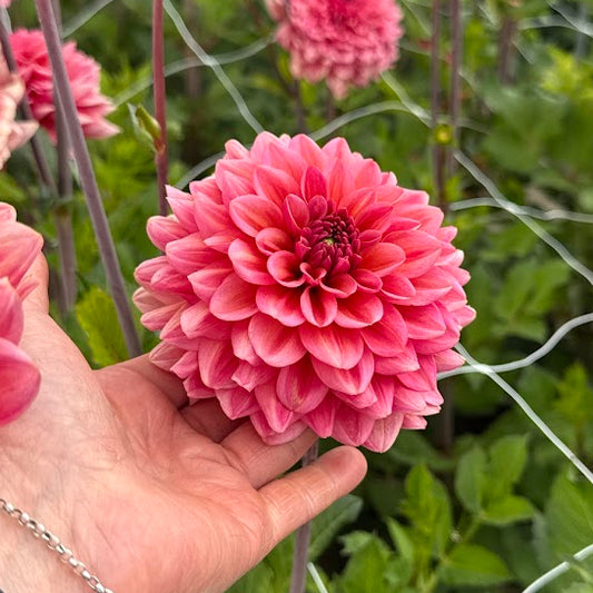 Dahlia Salmon Runner