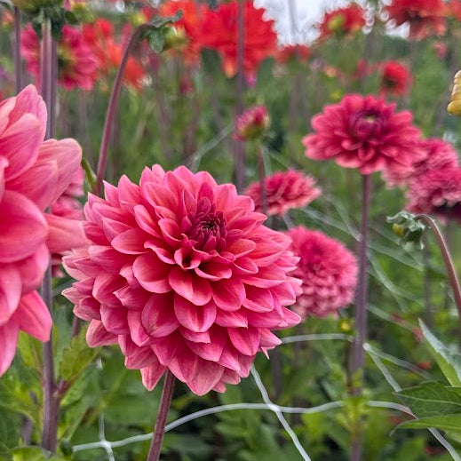 Dahlia Salmon Runner