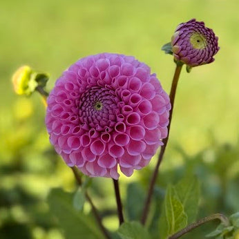 Dahlia Sir Richard USA Nyhet!