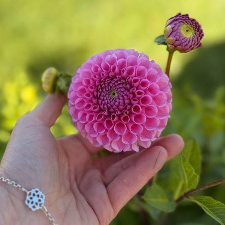 Dahlia Sir Richard USA Nyhet!