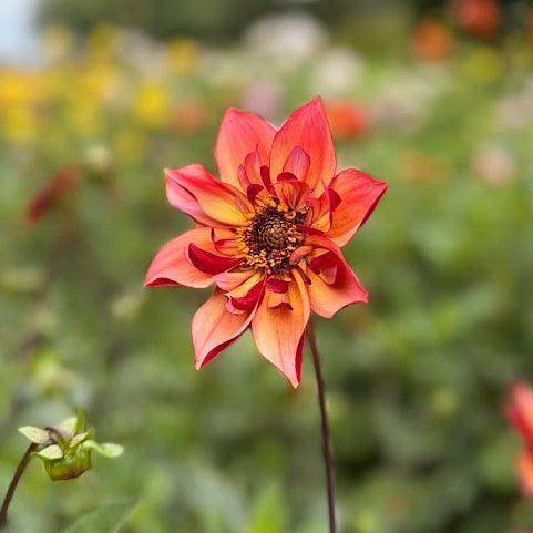 Dahlia Toms Choice