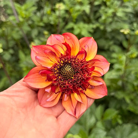 Dahlia Toms Choice