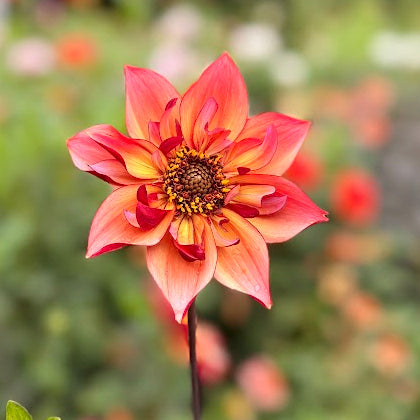 Dahlia Toms Choice