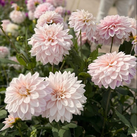 Dahlia Valente® Nyhet!