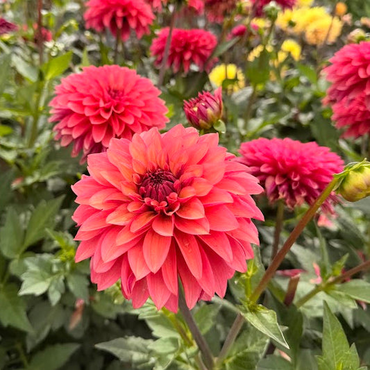Dahlia Vera