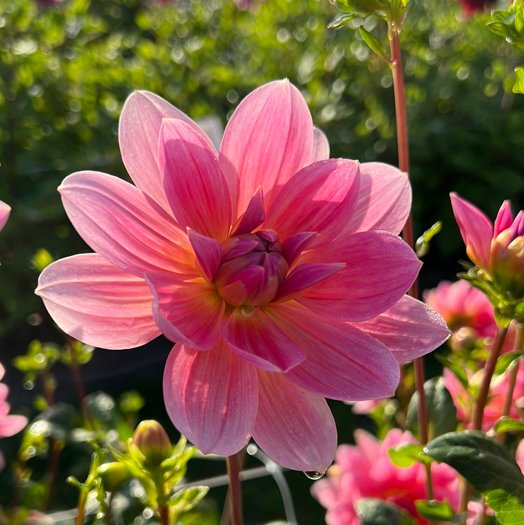 Dahlia Twiggy