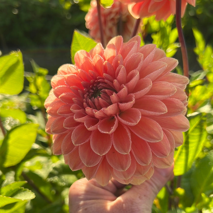Dahlia Orange Favourite