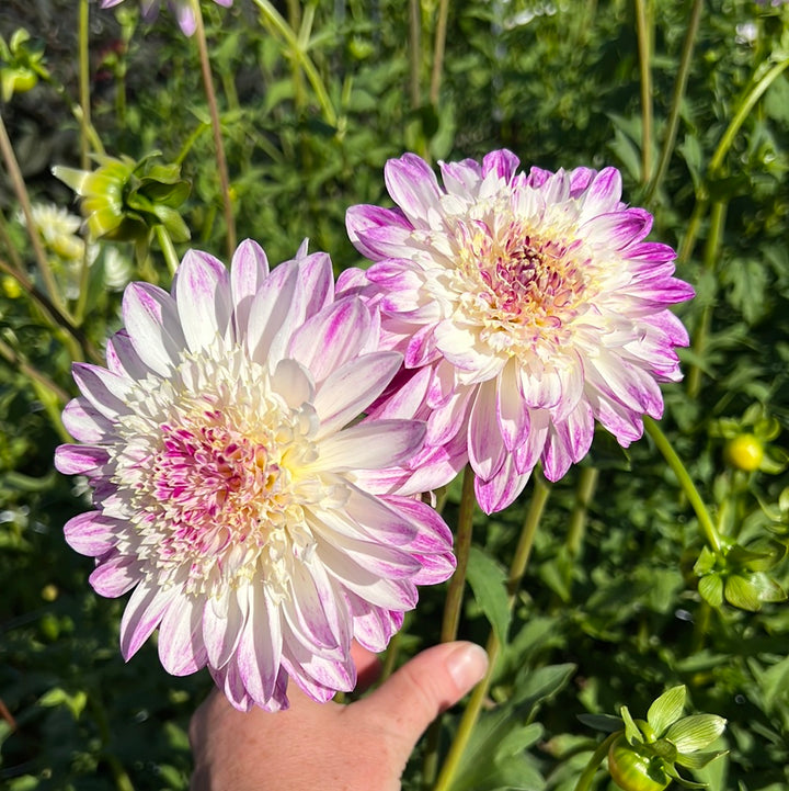 Dahlia Que Sera