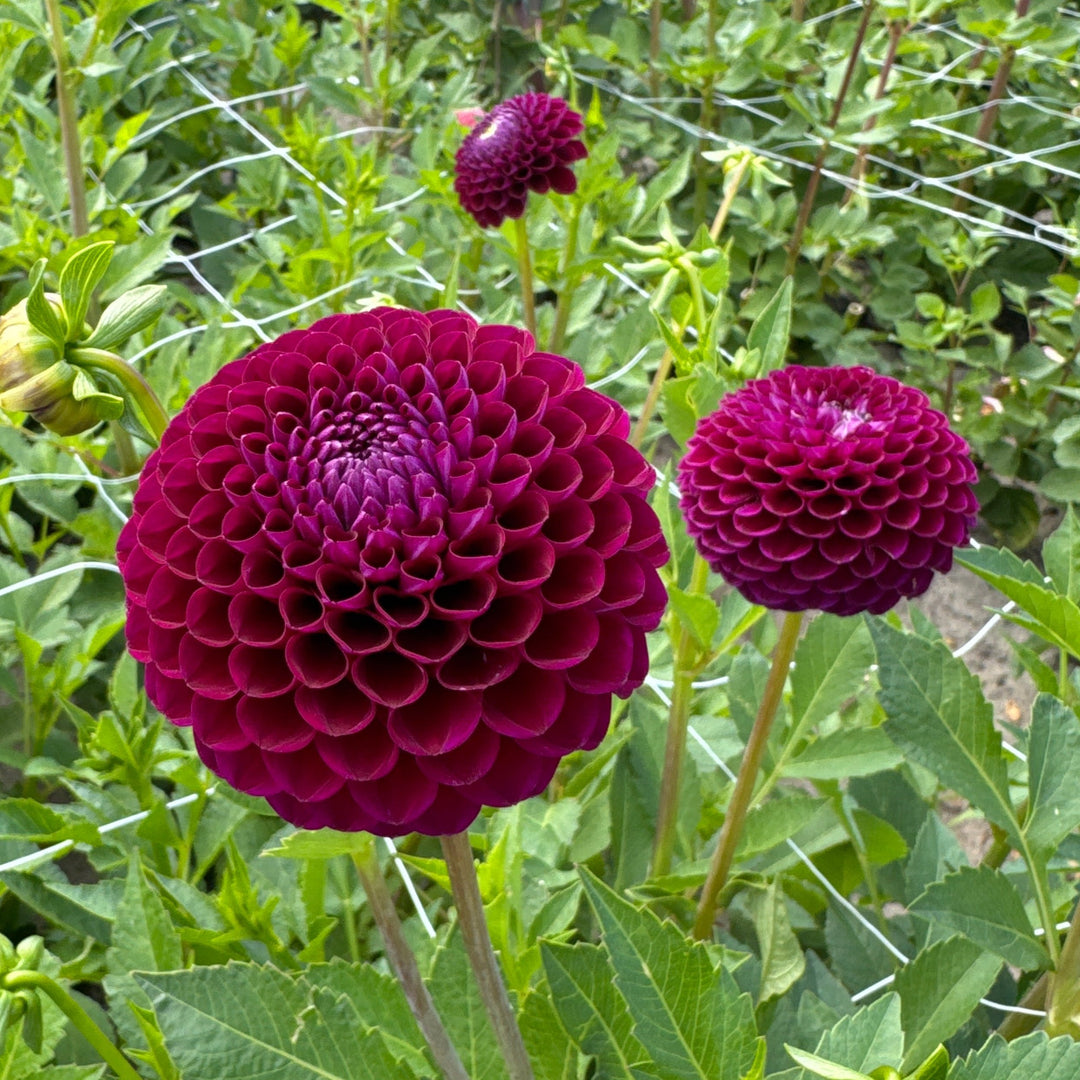 Dahlia Downham Royal