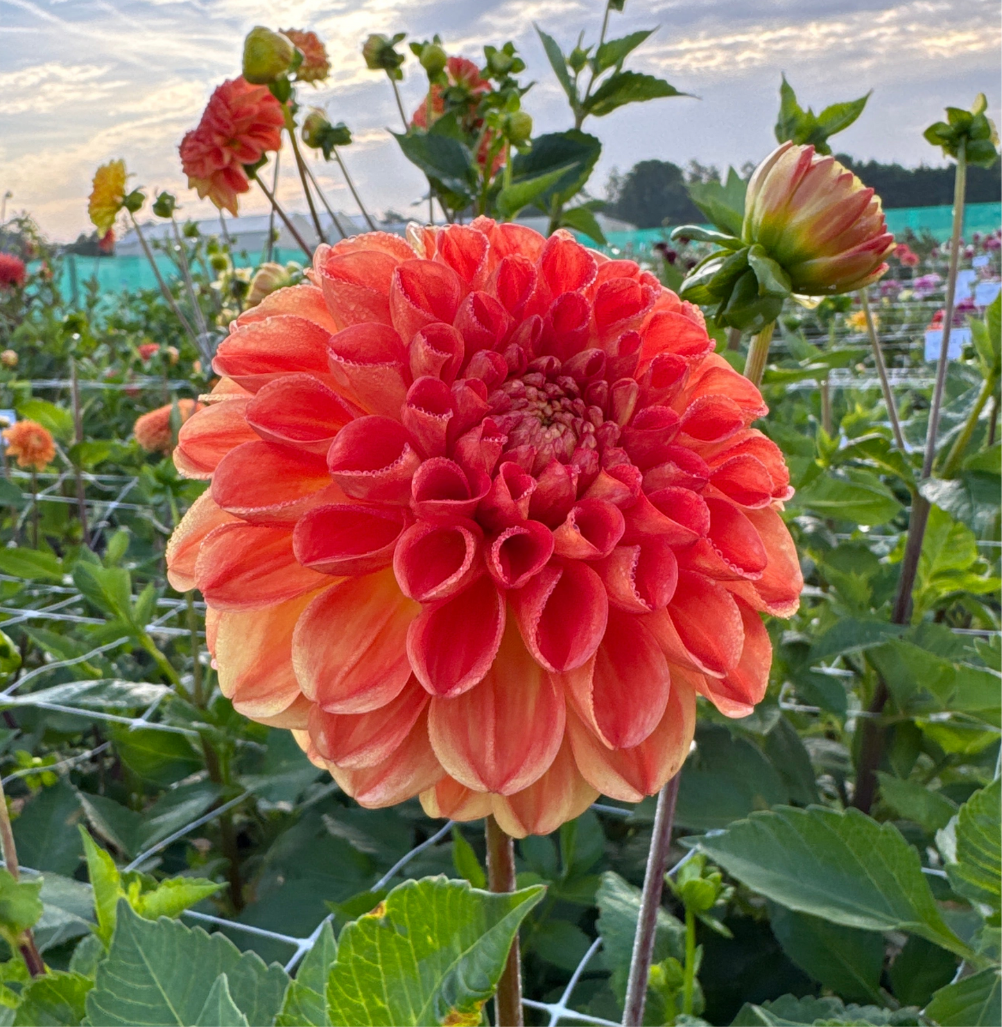 Dahlia Symphony Nyhet!