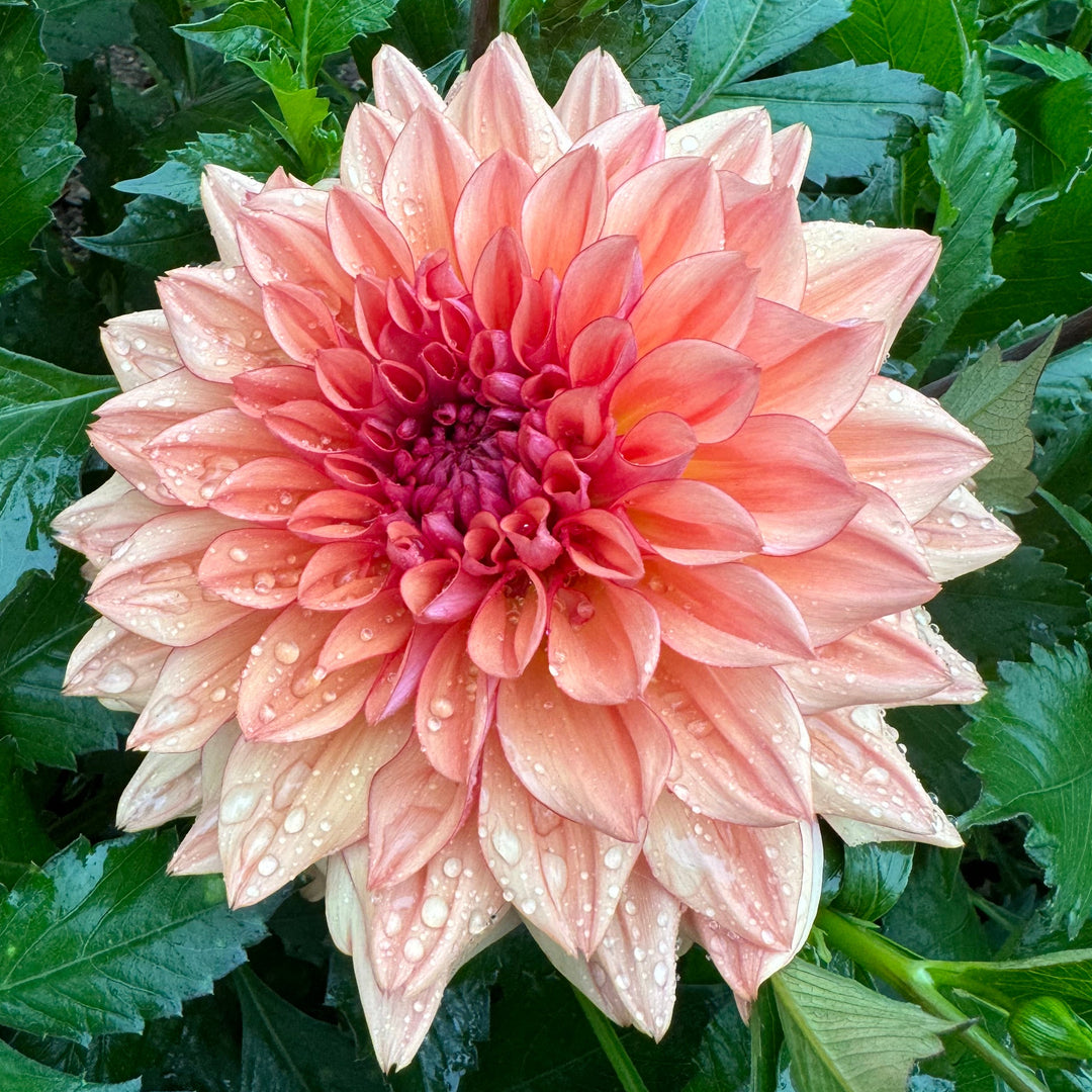 Dahlia Lovely Freja