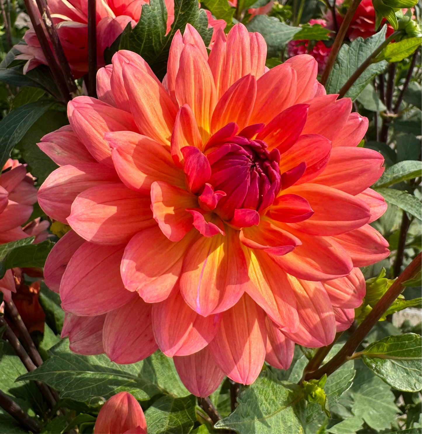 Dahlia Cheerleader Nyhet!