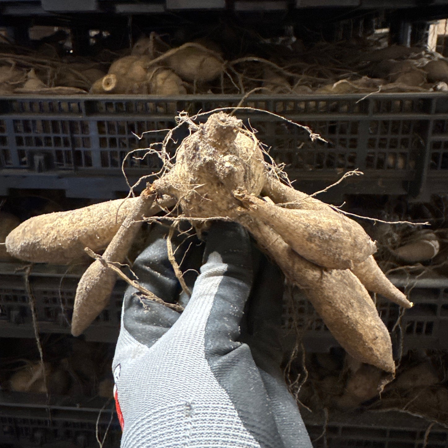 Dahlia Alloway Cottage Nyhet!