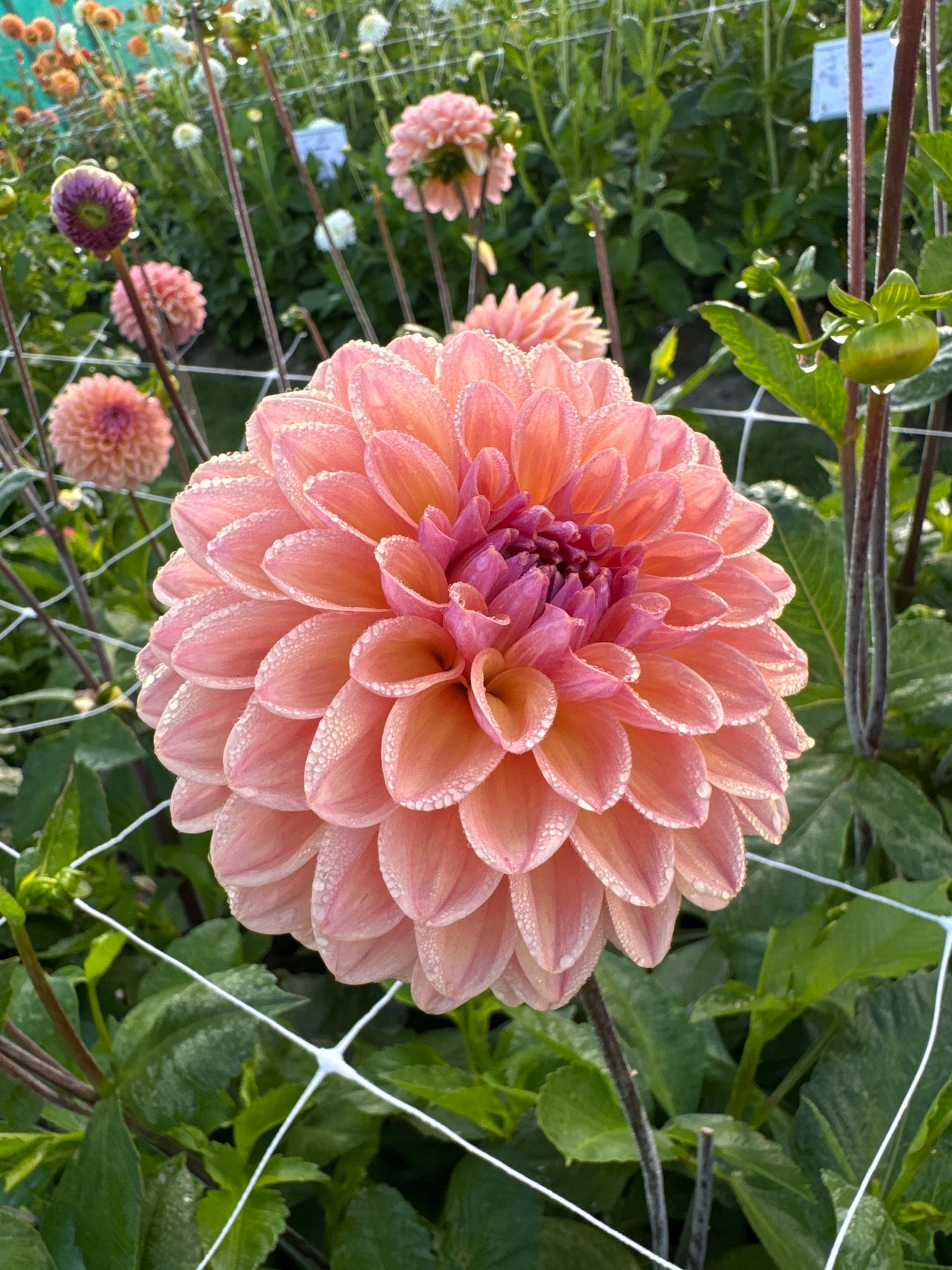 Dahlia Moderato