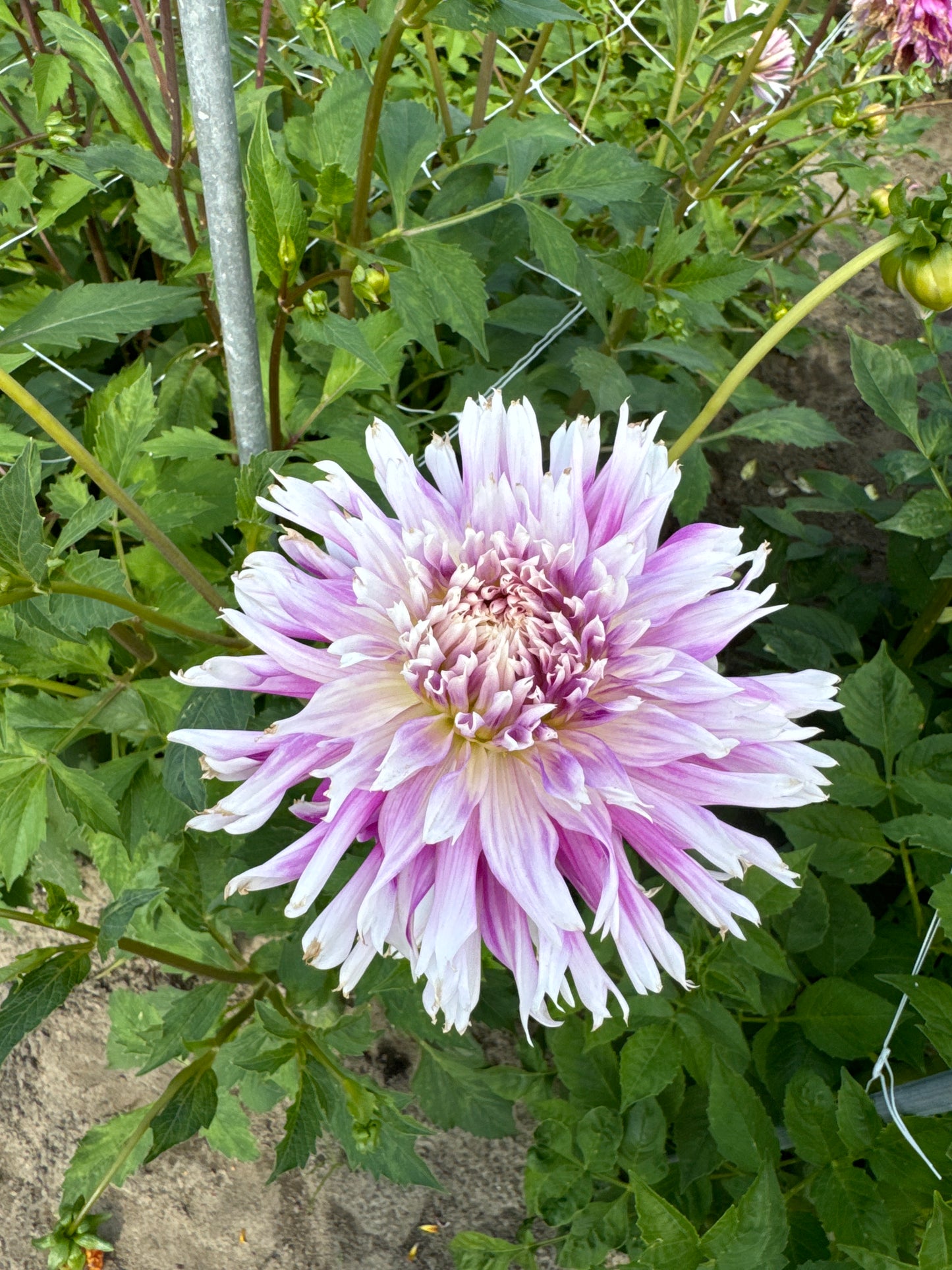 Dahlia Table Dancer Nyhet!