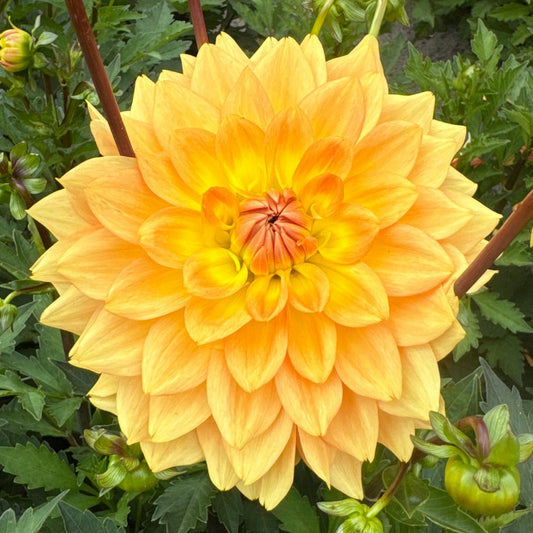 Dahlia Karma Gold Nyhet!