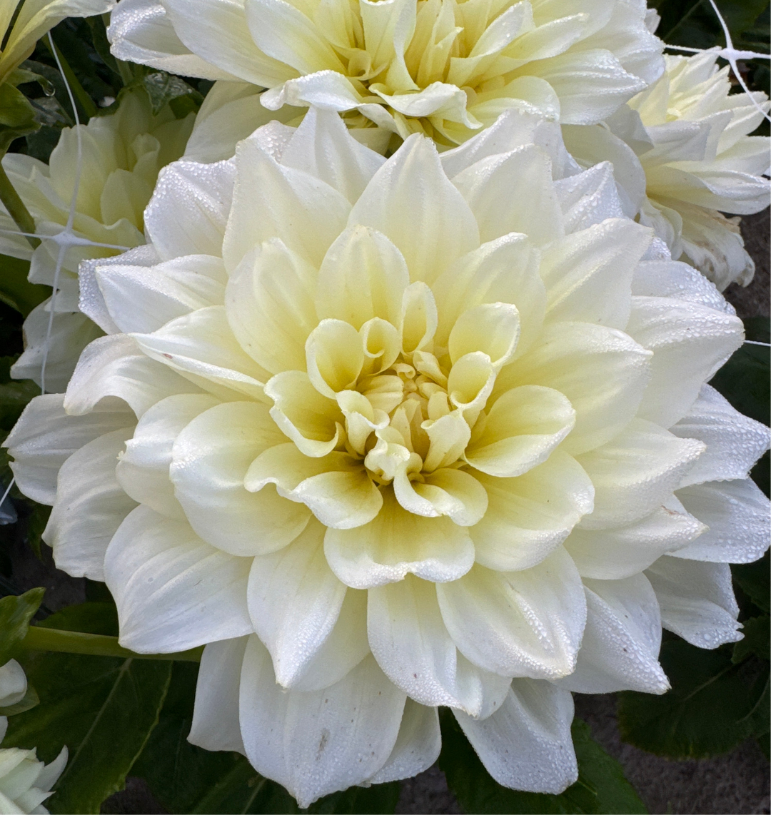 Dahlia Ice Breaker
