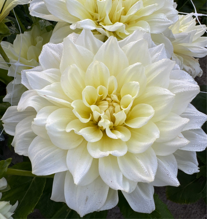 Dahlia Ice Breaker