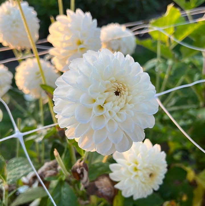 Dahlia Bazuin® Snow White