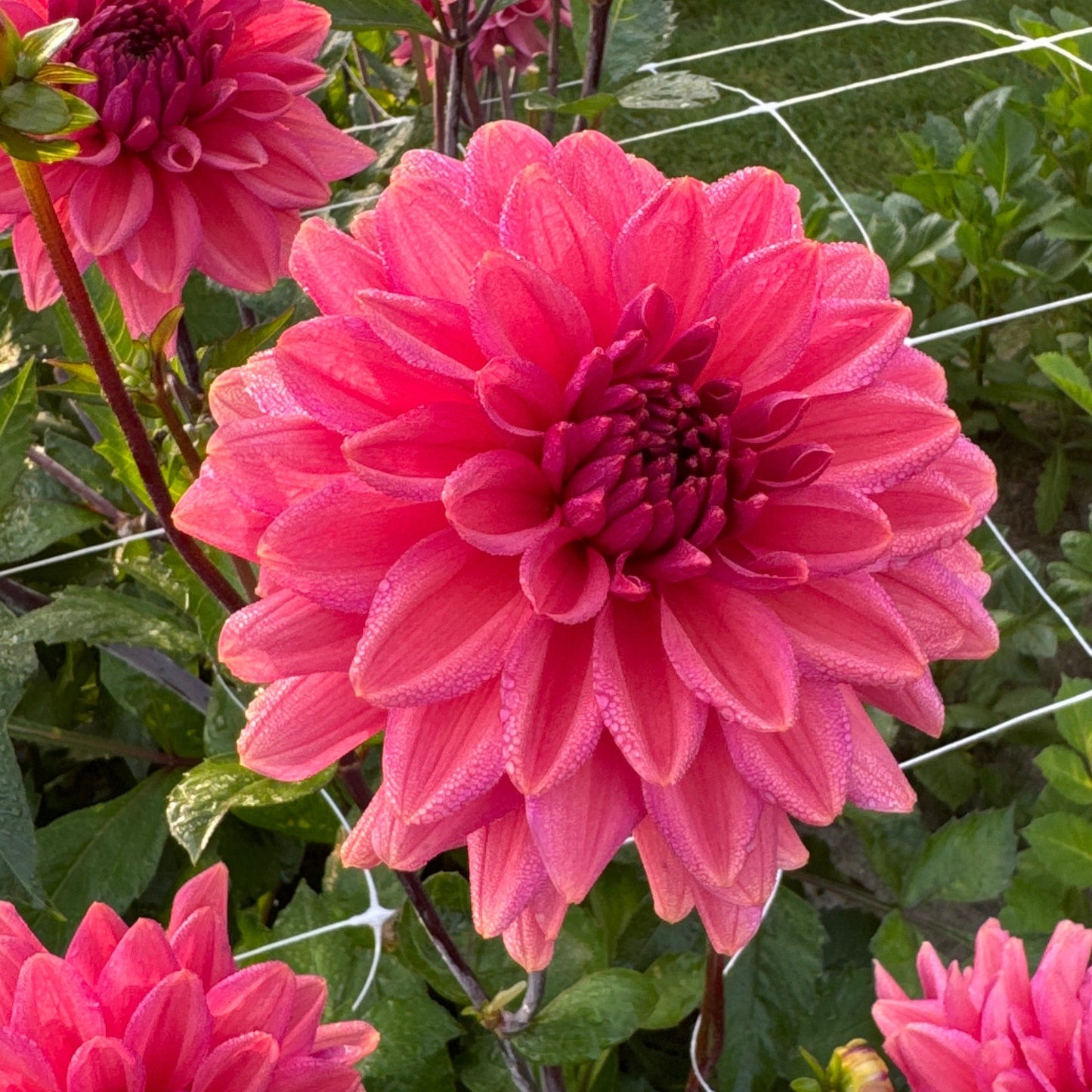 Dahlia Negroni Sunset Nyhet!