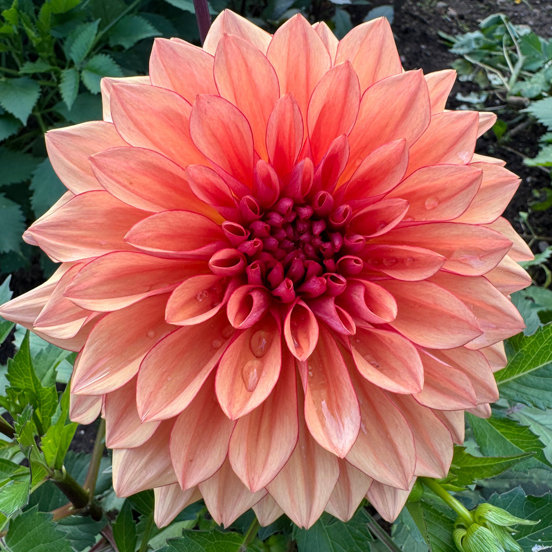 Dahlia Lovely Freja