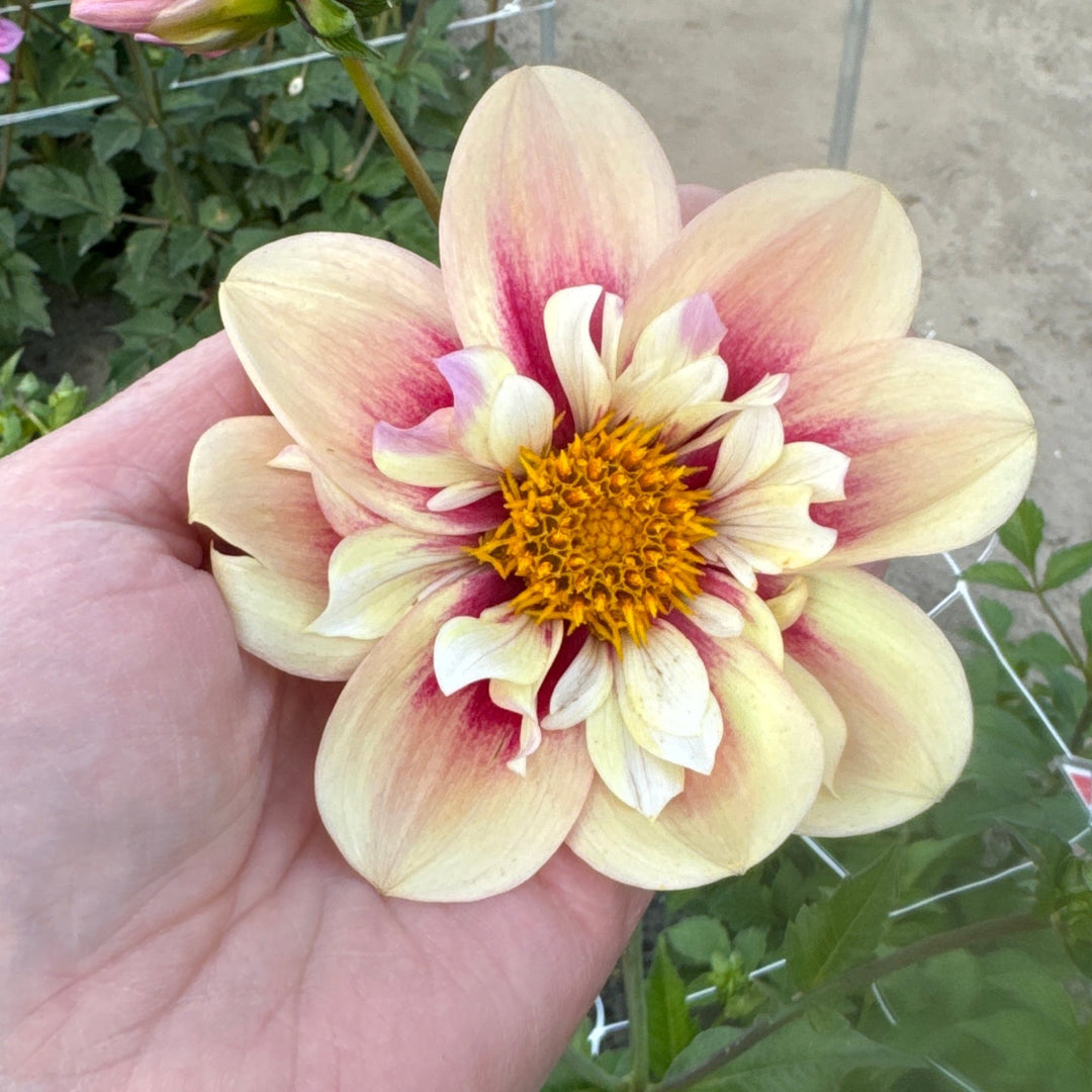 Dahlia Rhubarb &amp; Custard