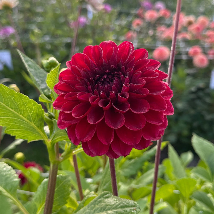 Dahlia Red Queen Utgår!
