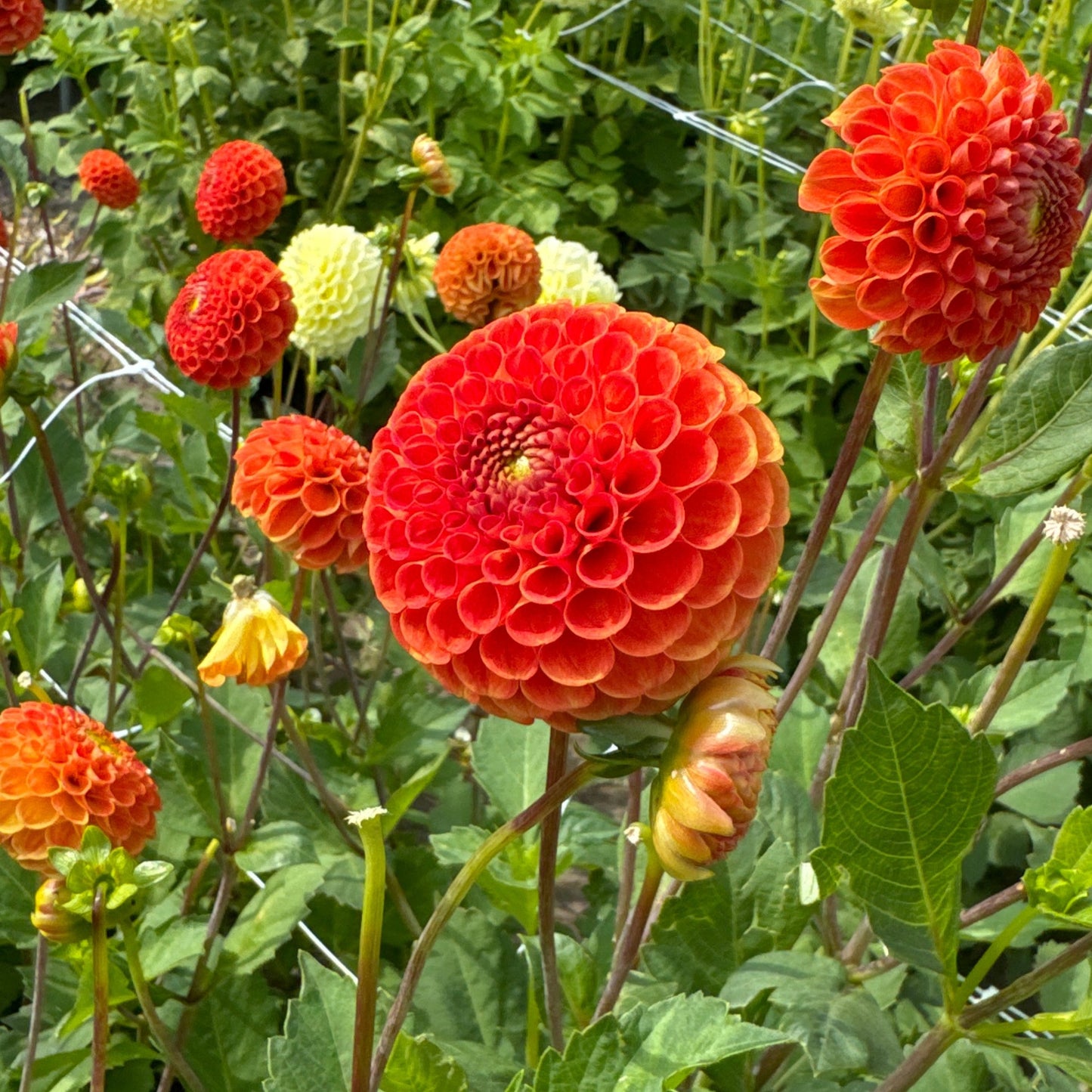 Dahlia Bantling Nyhet!