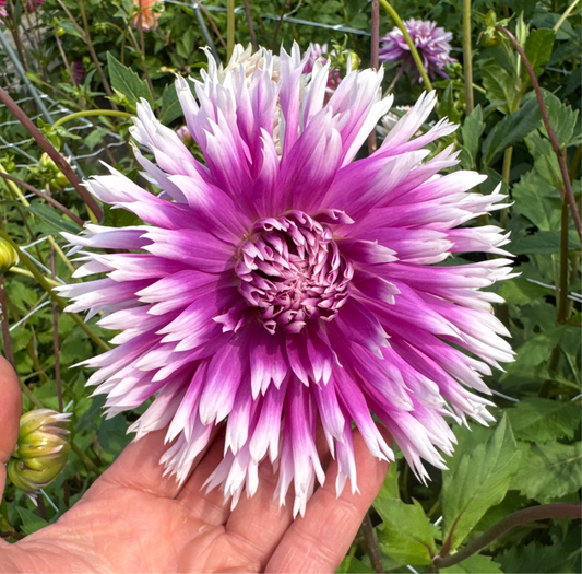 Dahlia Table Dancer