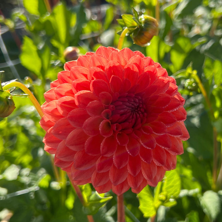Dahlia Safe Shot