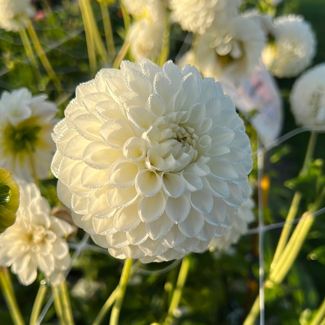 Dahlia Ice Baby