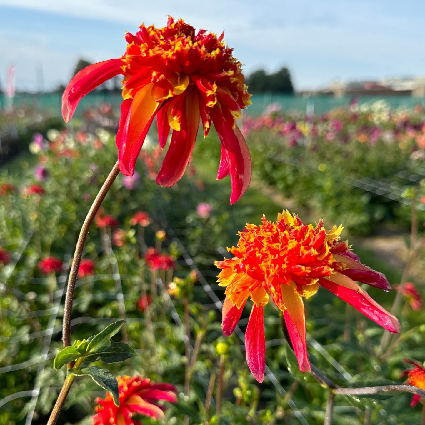 Dahlia Octopus Sparkle Nyhet