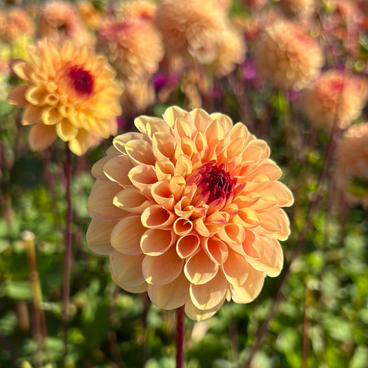 Dahlia Yellow Jill