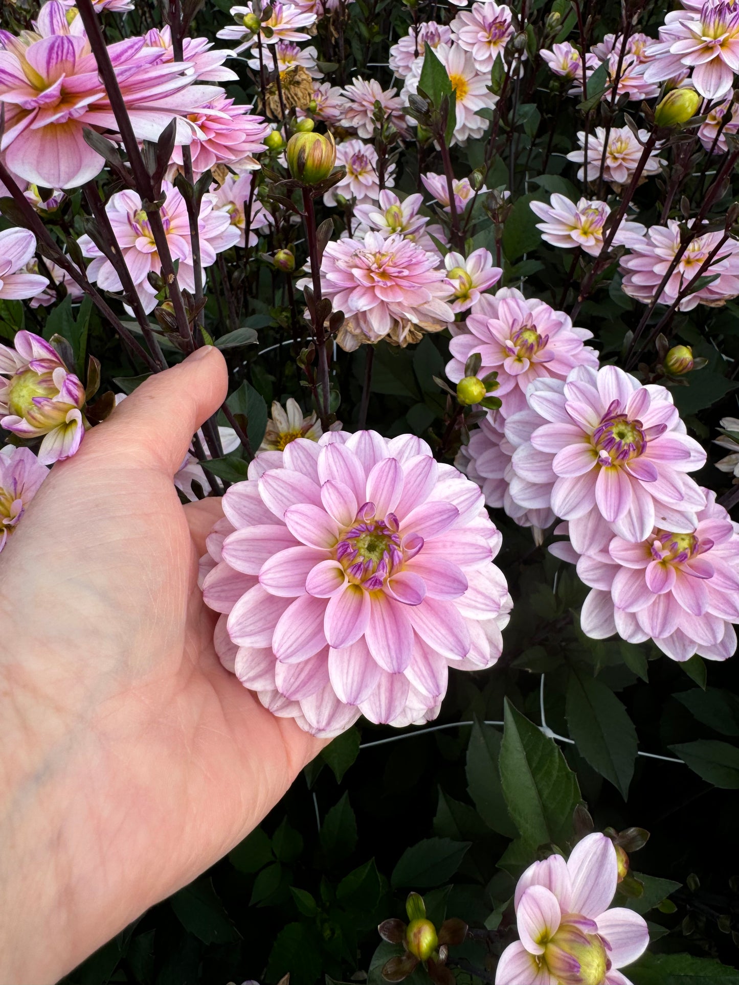 Dahlia Pacific Jewel Nyhet!