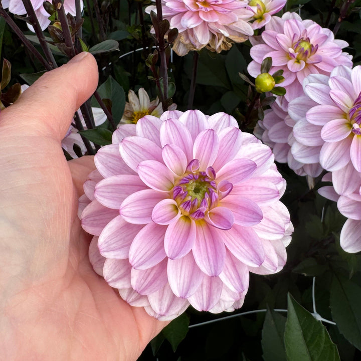 Dahlia Pacific Jewel