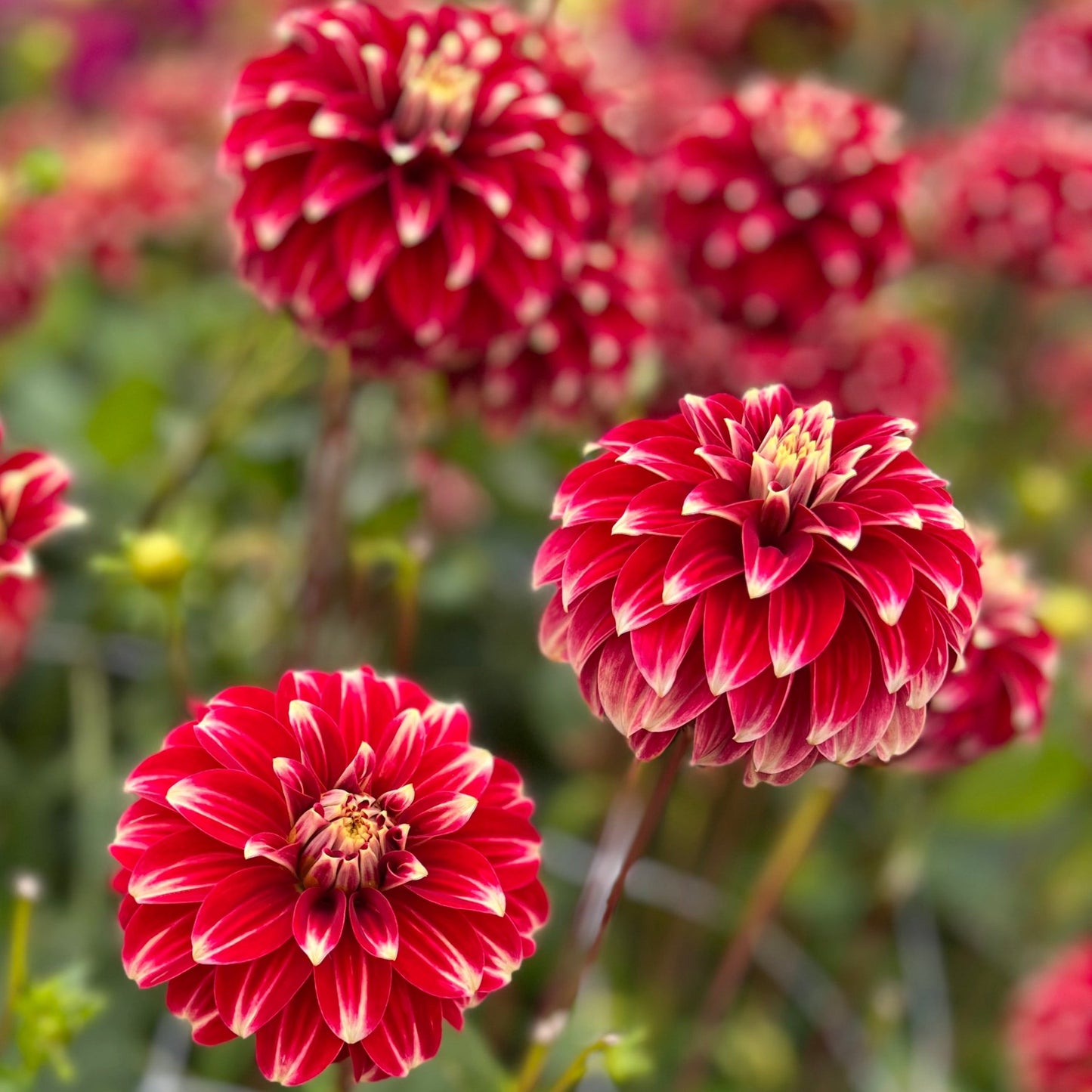 Dahlia Red Rock Nyhet!