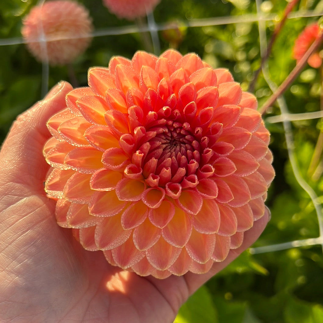 Dahlia Hillcrest Suffusion