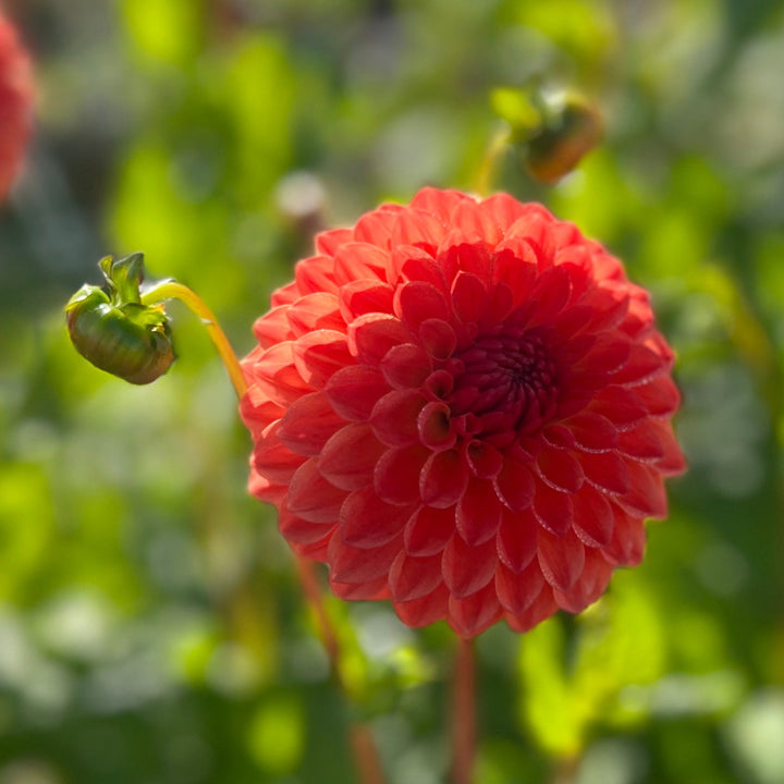 Dahlia Safe Shot