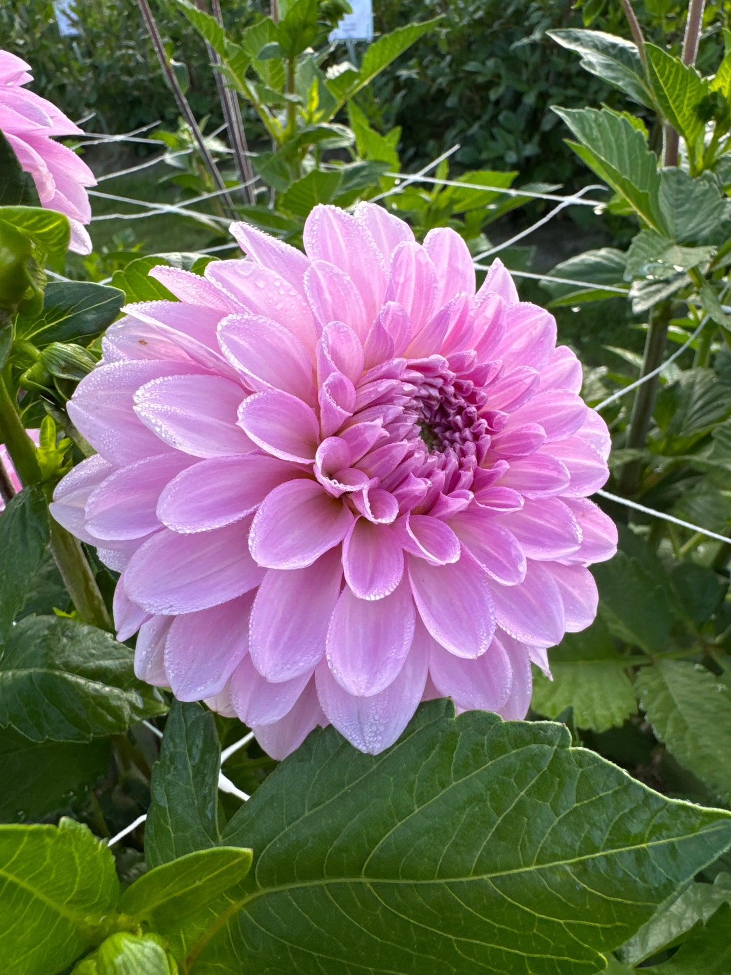 Dahlia Bazuin Lavender