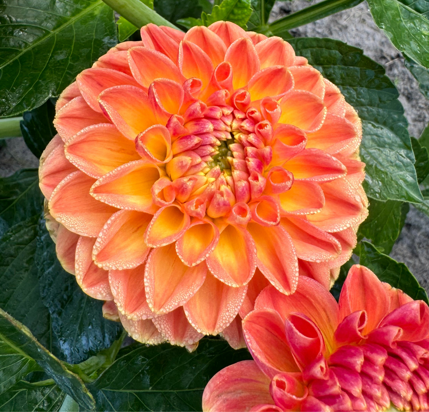 Dahlia Orange Cassini