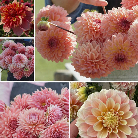 Dahlia Evelina Linds´s favoriter mix 5st knölar