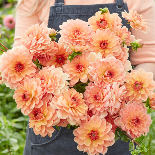 Dahlia Elegant Lady UTGÅR!