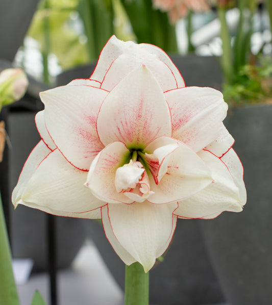 Amaryllis Elvas lökstorlek 34/36