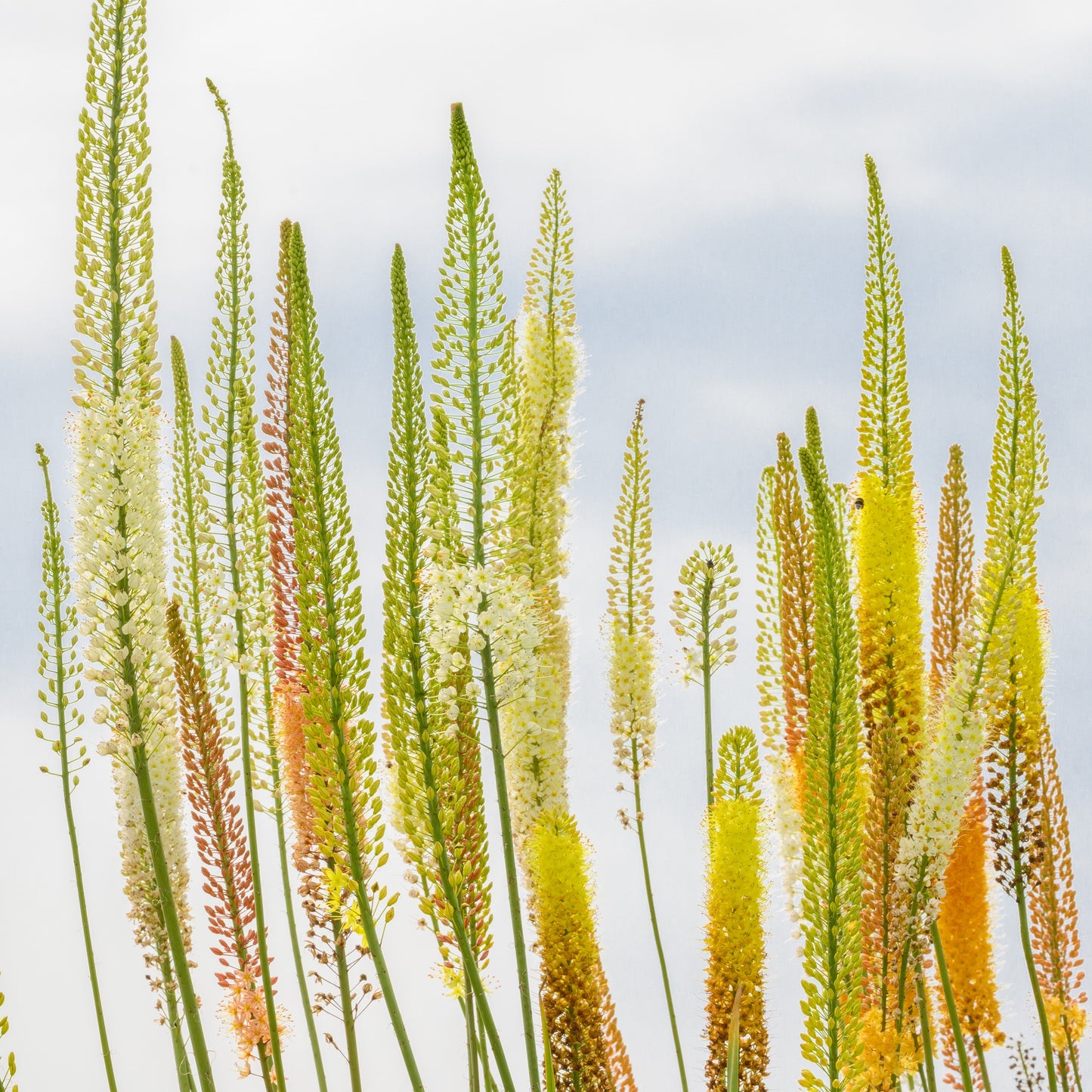 Eremurus mix Stäpplilja 3st