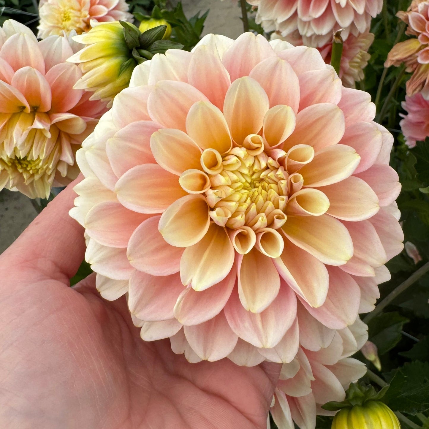 Dahlia Giovanna Nyhet!