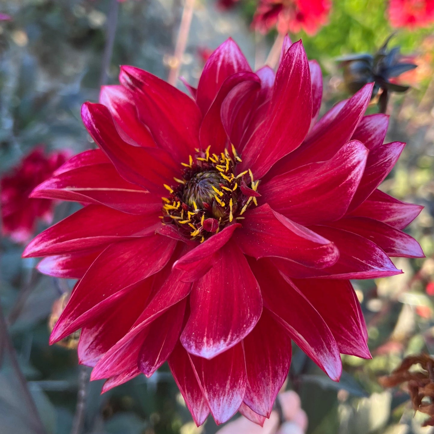 Dahlia Dakarin Nyhet!