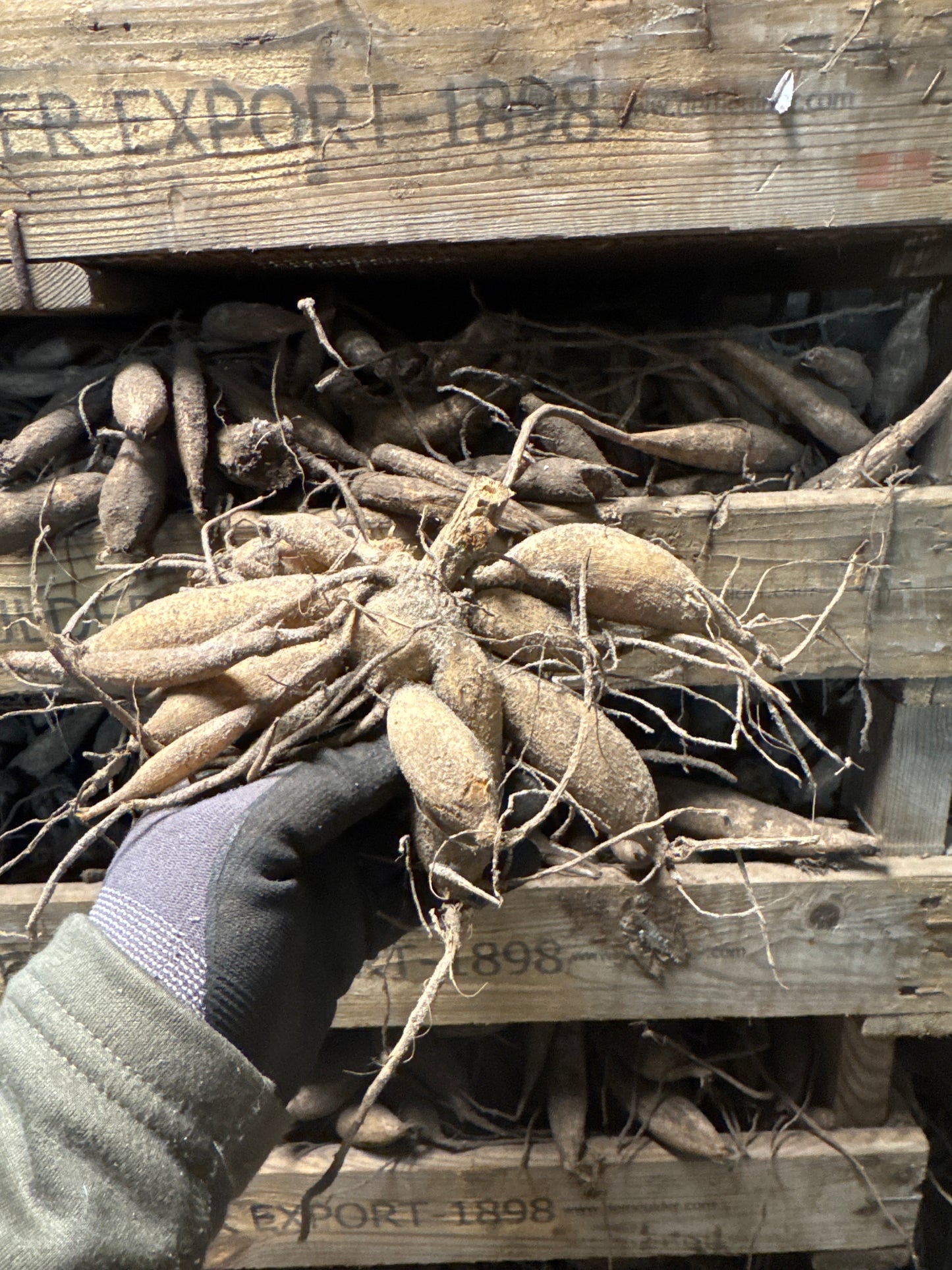Dahlia Hapet Coppery Nyhet!