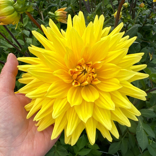 Dahlia Gelber Vulcan Nyhet!